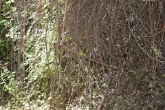 Spinus barbatus