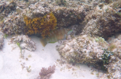 Pseudolabrus luculentus