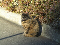 Felis catus