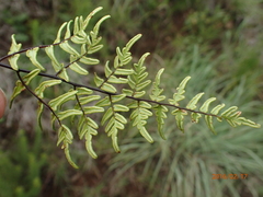 Cheilanthes quadripinnata