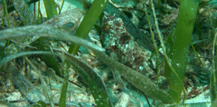 Sparisoma chrysopterum