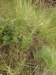 Cheilanthes quadripinnata