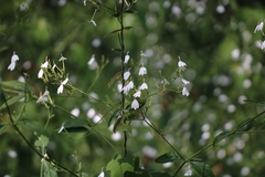Rhinacanthus nasutus