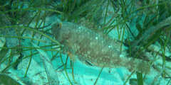 Sparisoma chrysopterum