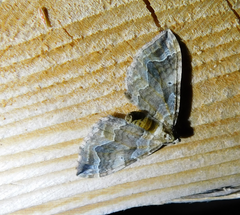 Pelurga comitata