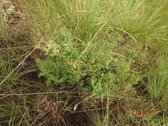 Cheilanthes quadripinnata