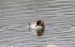 Tachybaptus ruficollis