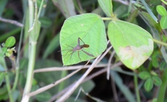 Riptortus linearis