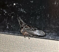 Aconophora compressa