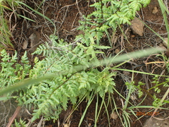 Cheilanthes quadripinnata