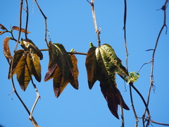 Passiflora trifasciata