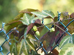 Passiflora trifasciata