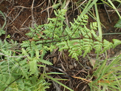 Cheilanthes quadripinnata