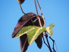 Passiflora trifasciata