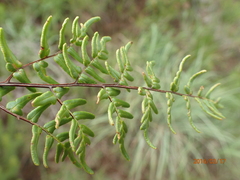 Cheilanthes quadripinnata