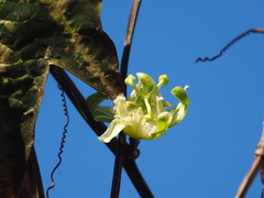 Passiflora trifasciata