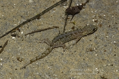 Gekkonidae