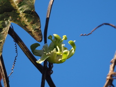 Passiflora trifasciata