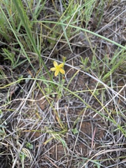 Hypoxis argentea