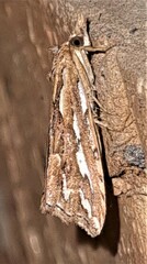 Meyrickella torquesauria