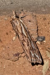 Meyrickella torquesauria