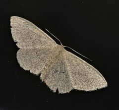 Cyclophora obstataria