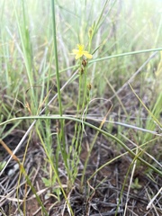 Hypoxis argentea