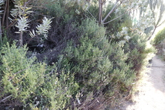 Seriphium cinereum
