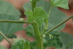 Malva nicaeensis