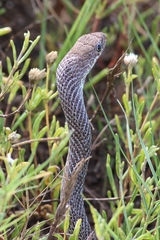 Masticophis mentovarius