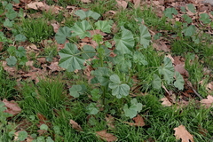 Malva nicaeensis