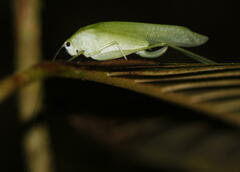 Anaulacomerina
