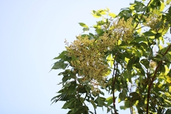 Sapindus trifoliatus