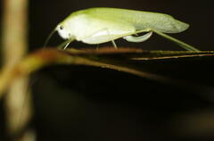 Anaulacomerina