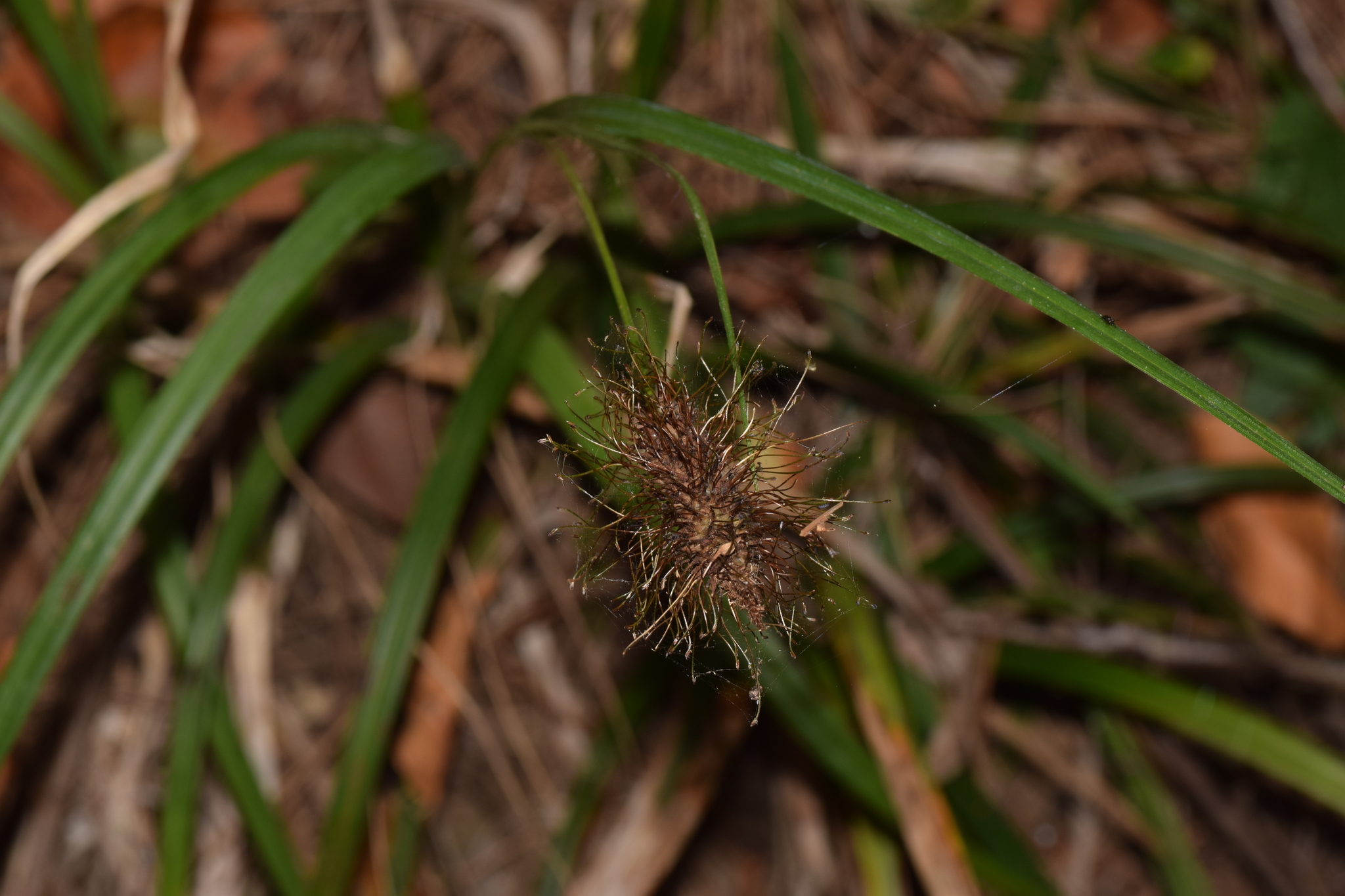 Carex L.
