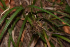Carex erinacea