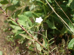 Xenostegia tridentata
