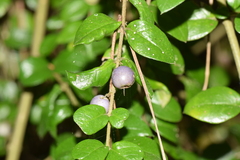 Rhaphithamnus spinosus