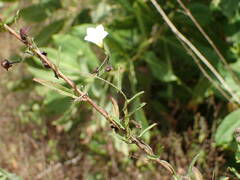 Xenostegia tridentata