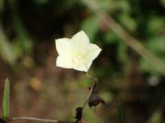 Xenostegia tridentata