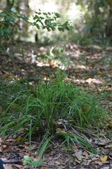 Carex erinacea