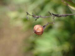 Xenostegia tridentata