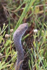 Masticophis mentovarius