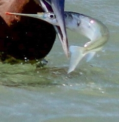 Hemiramphus brasiliensis