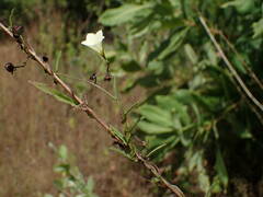 Xenostegia tridentata