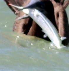 Hemiramphus brasiliensis