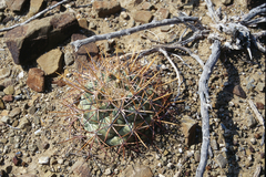 Coryphantha poselgeriana