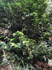 Aquilaria sinensis