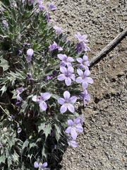 Langloisia setosissima setosissima