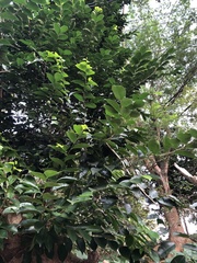Aquilaria sinensis